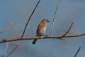 Eastern Bluebird female